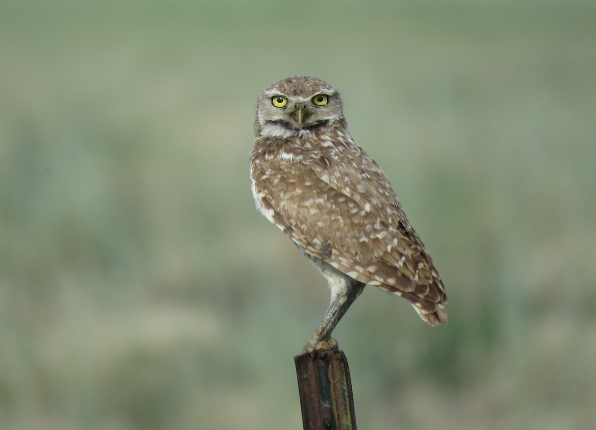 Burrowing Owl - ML352609381