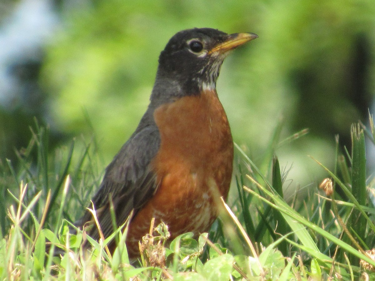 American Robin - ML352609701