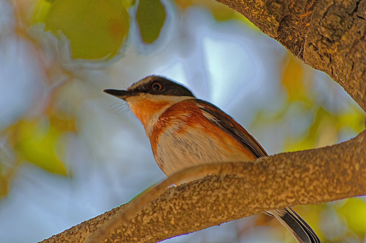 Cape Batis (Gray-mantled) - ML352612041