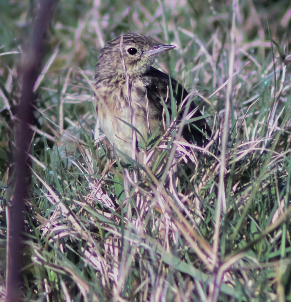 Yellowish Pipit - ML352613231