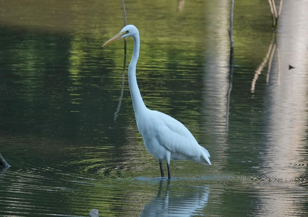 Great Egret - ML352614071