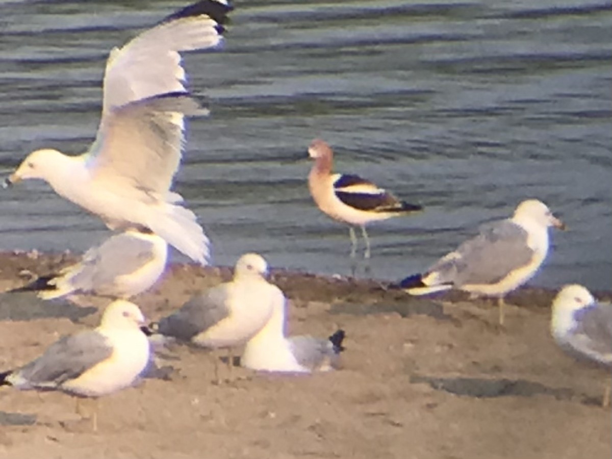 American Avocet - mike hatfield