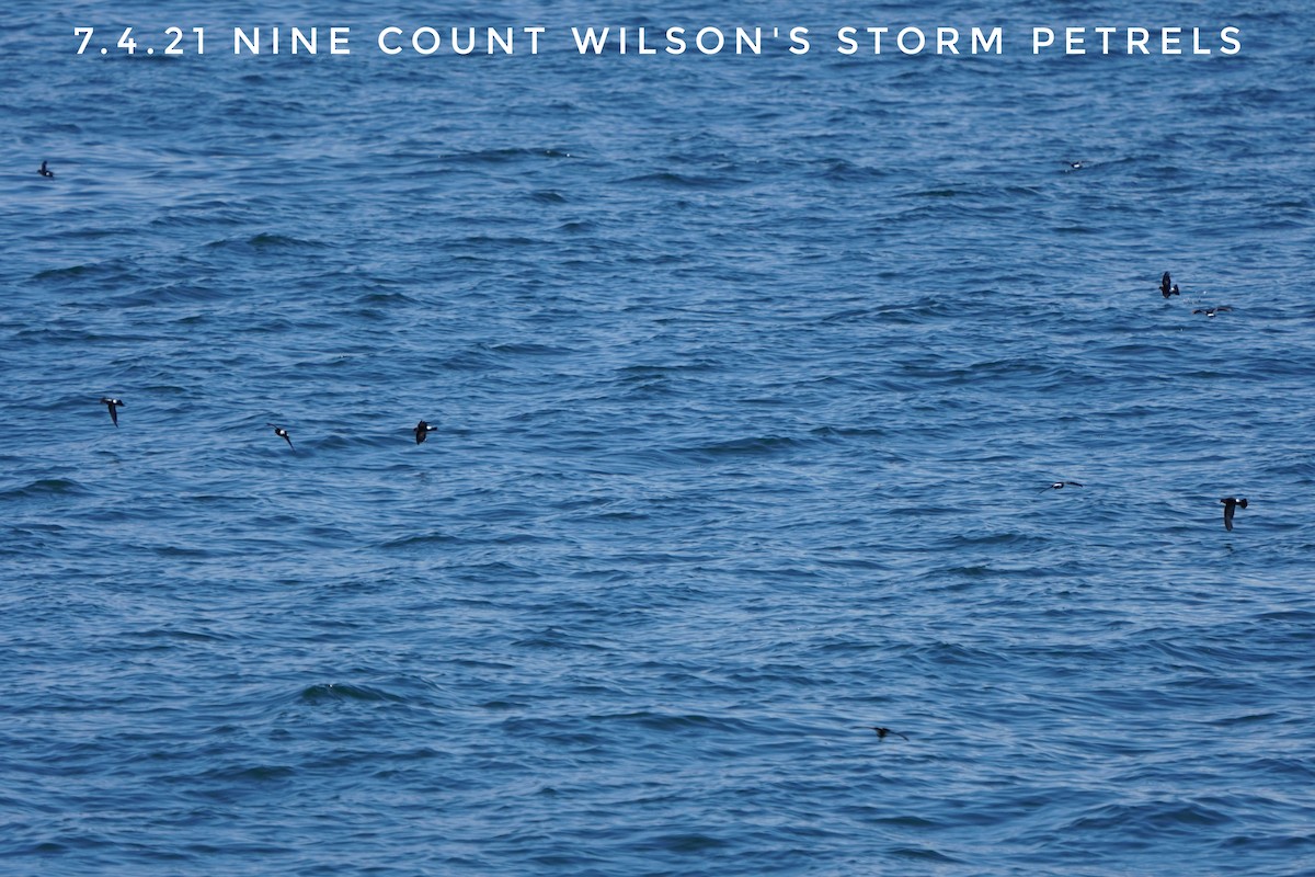 Wilson's Storm-Petrel - ML352615001