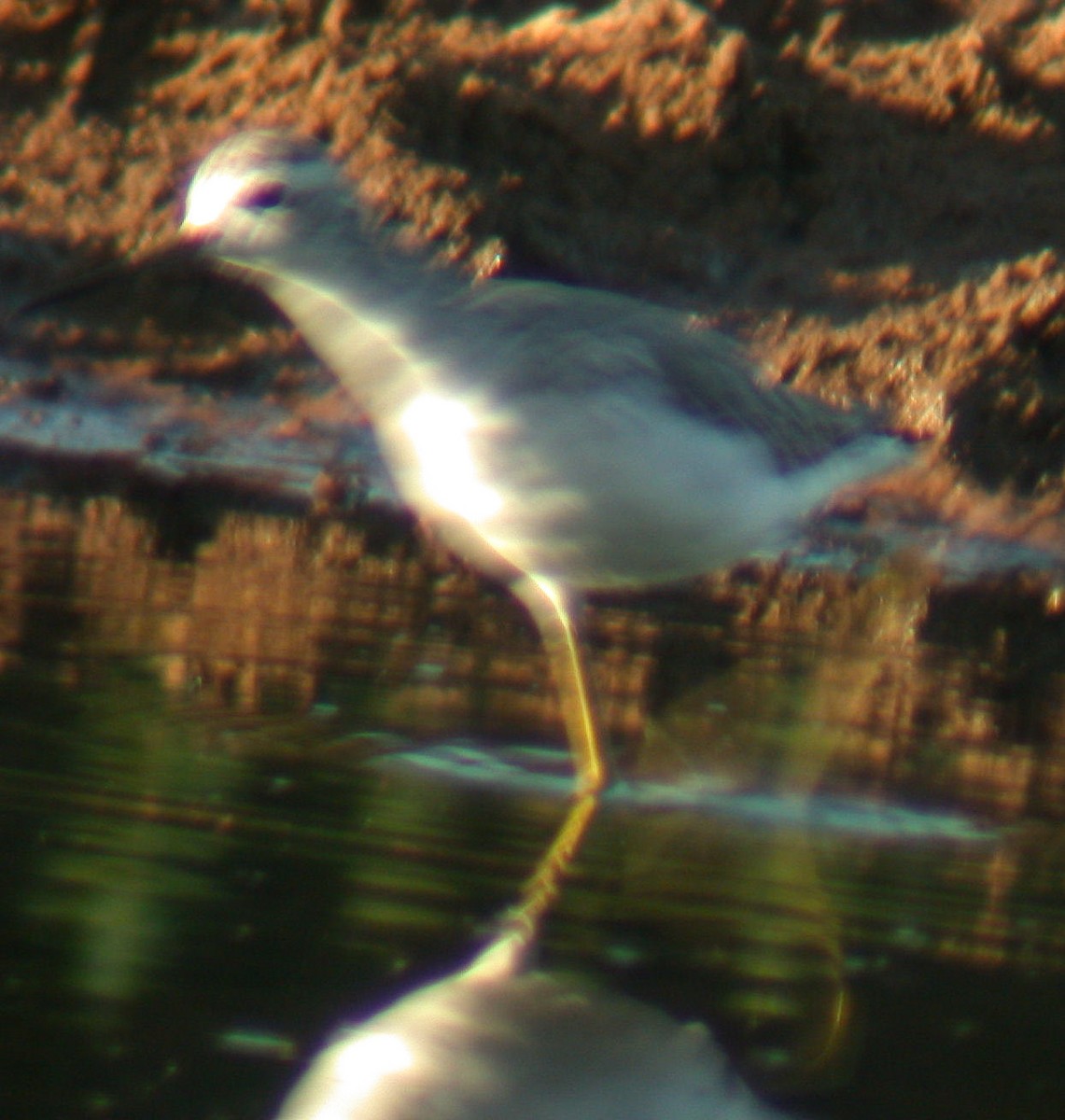 Marsh Sandpiper - ML35261591