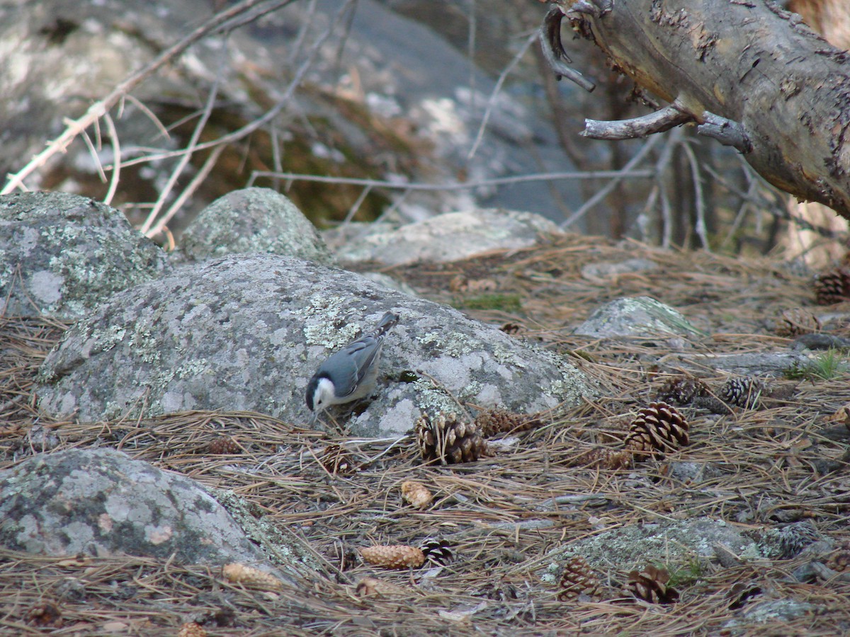 White-breasted Nuthatch (Interior West) - C. Warneke