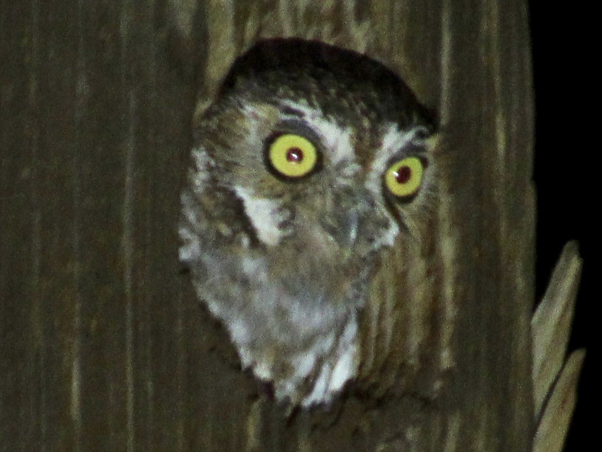 Elf Owl - ML352618241