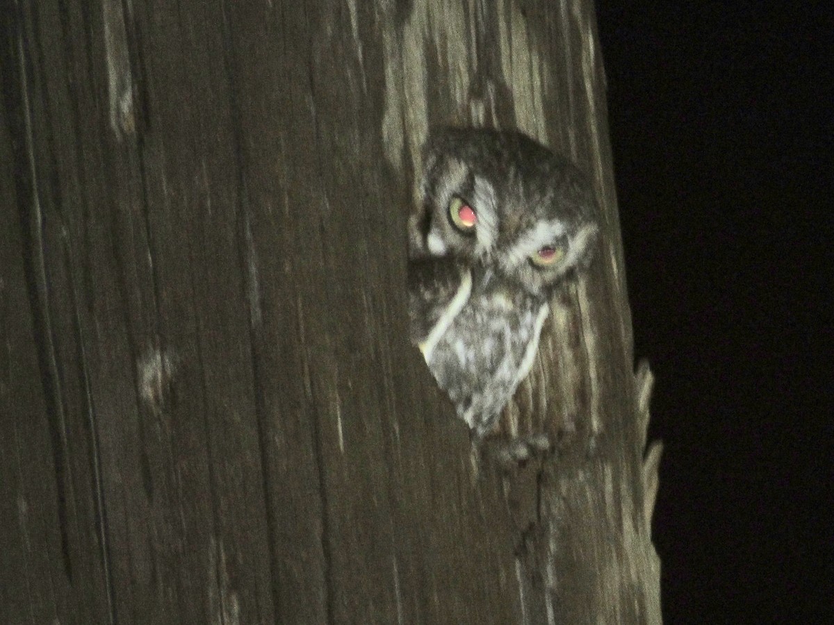 Elf Owl - ML352618251