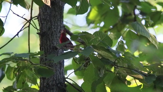 Summer Tanager - ML352619191