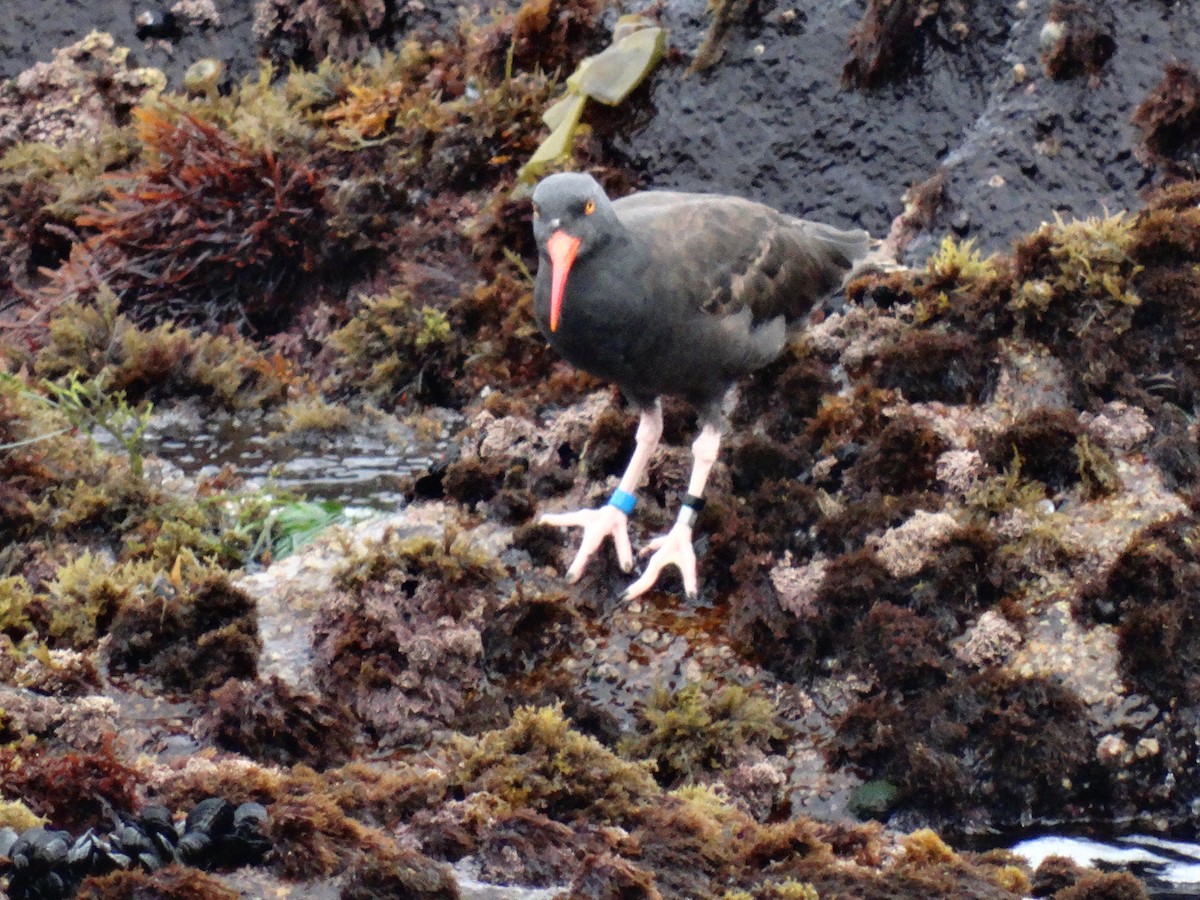 Black Oystercatcher - ML35262061