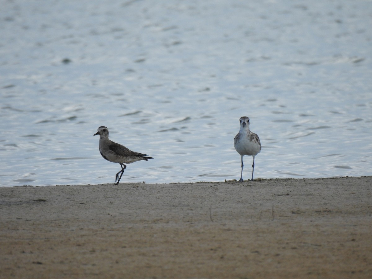 American Golden-Plover - ML352621281