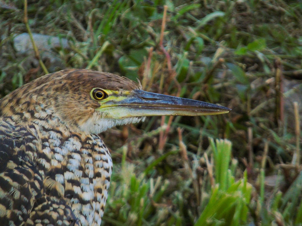 Rufescent Tiger-Heron - ML352623671