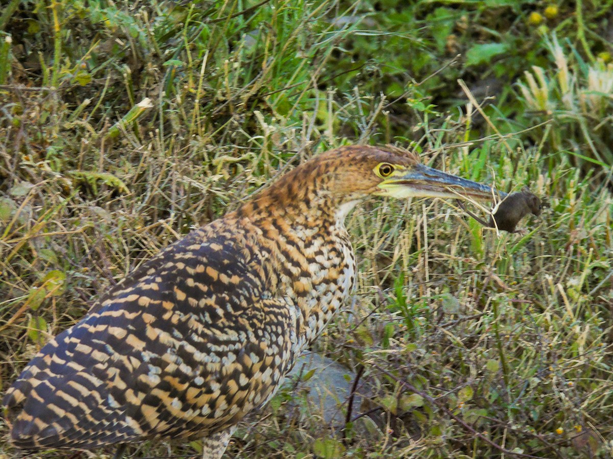 Rufescent Tiger-Heron - ML352623821
