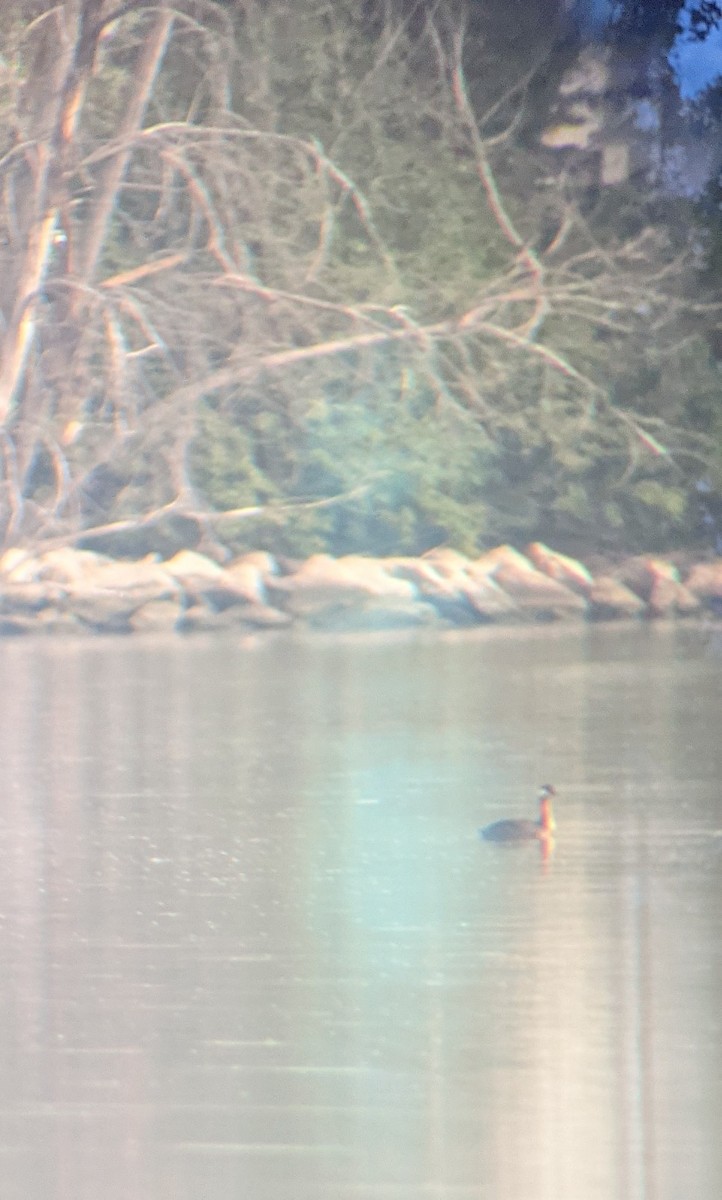 Red-necked Grebe - ML352623991