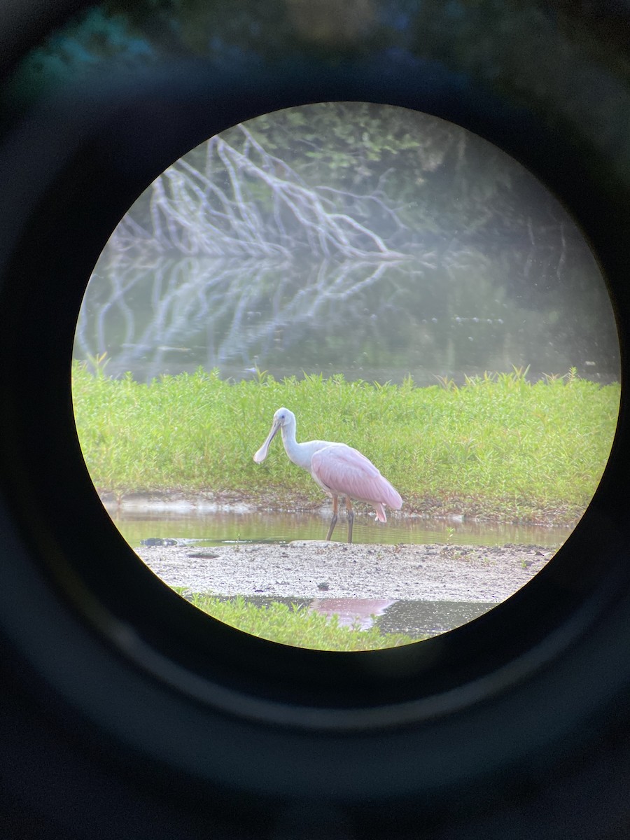 Roseate Spoonbill - ML352625861