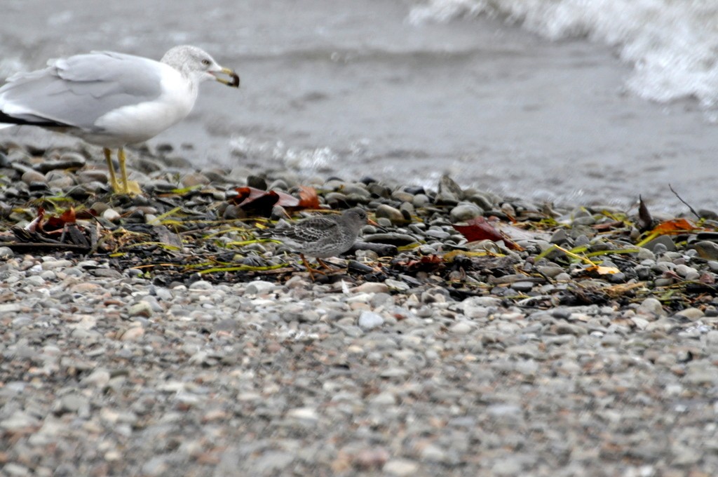 Purple Sandpiper - ML352626901