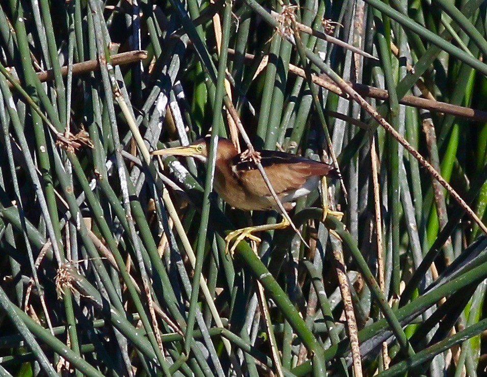 Least Bittern - ML352627031