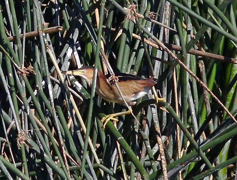 Least Bittern - ML352627041