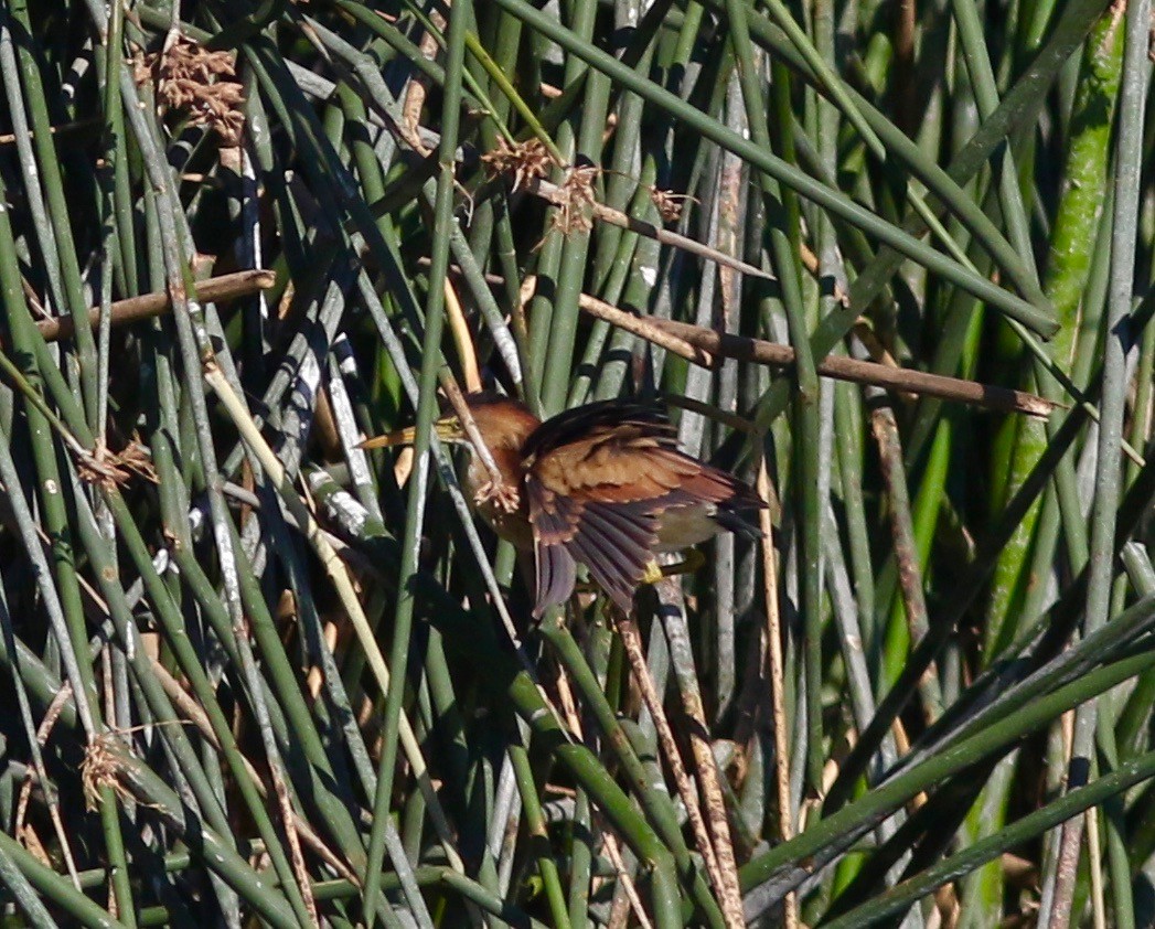 Least Bittern - ML352627051