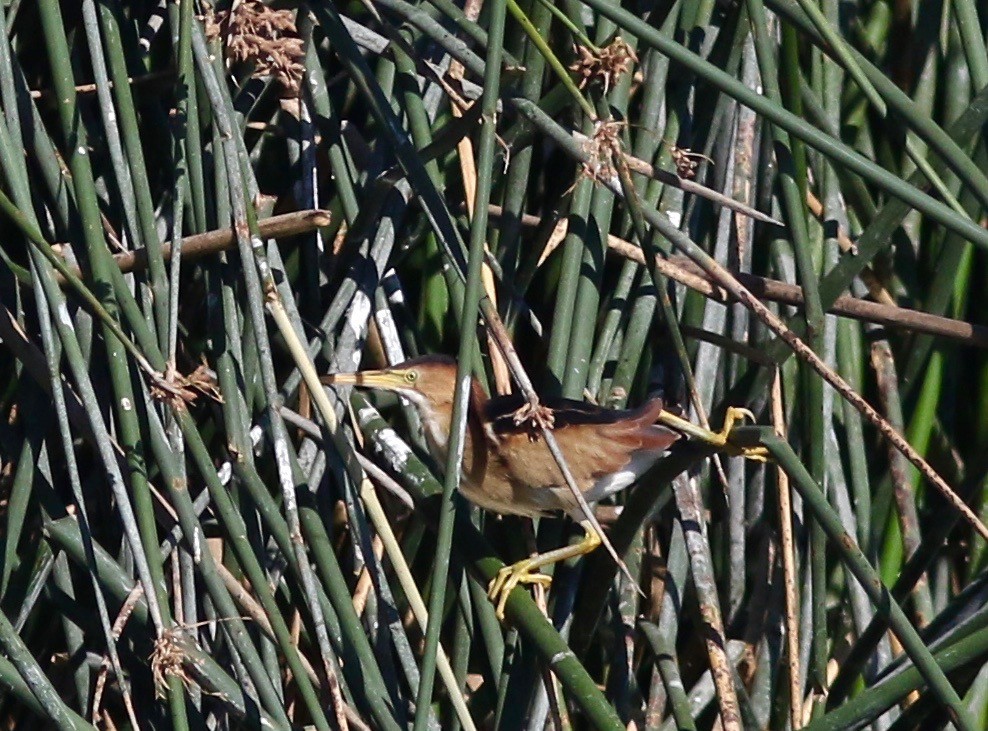 Least Bittern - ML352627061