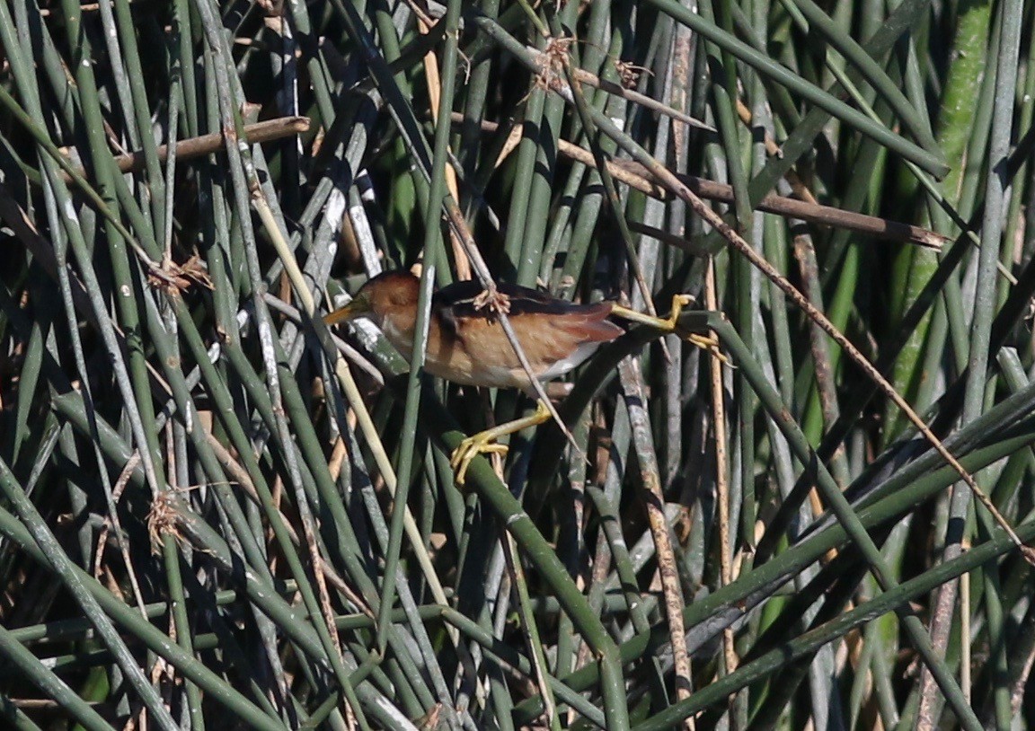 Least Bittern - ML352627071