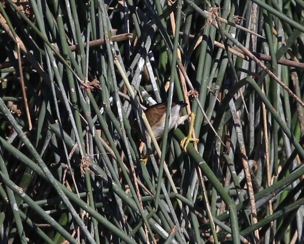 Least Bittern - ML352627091