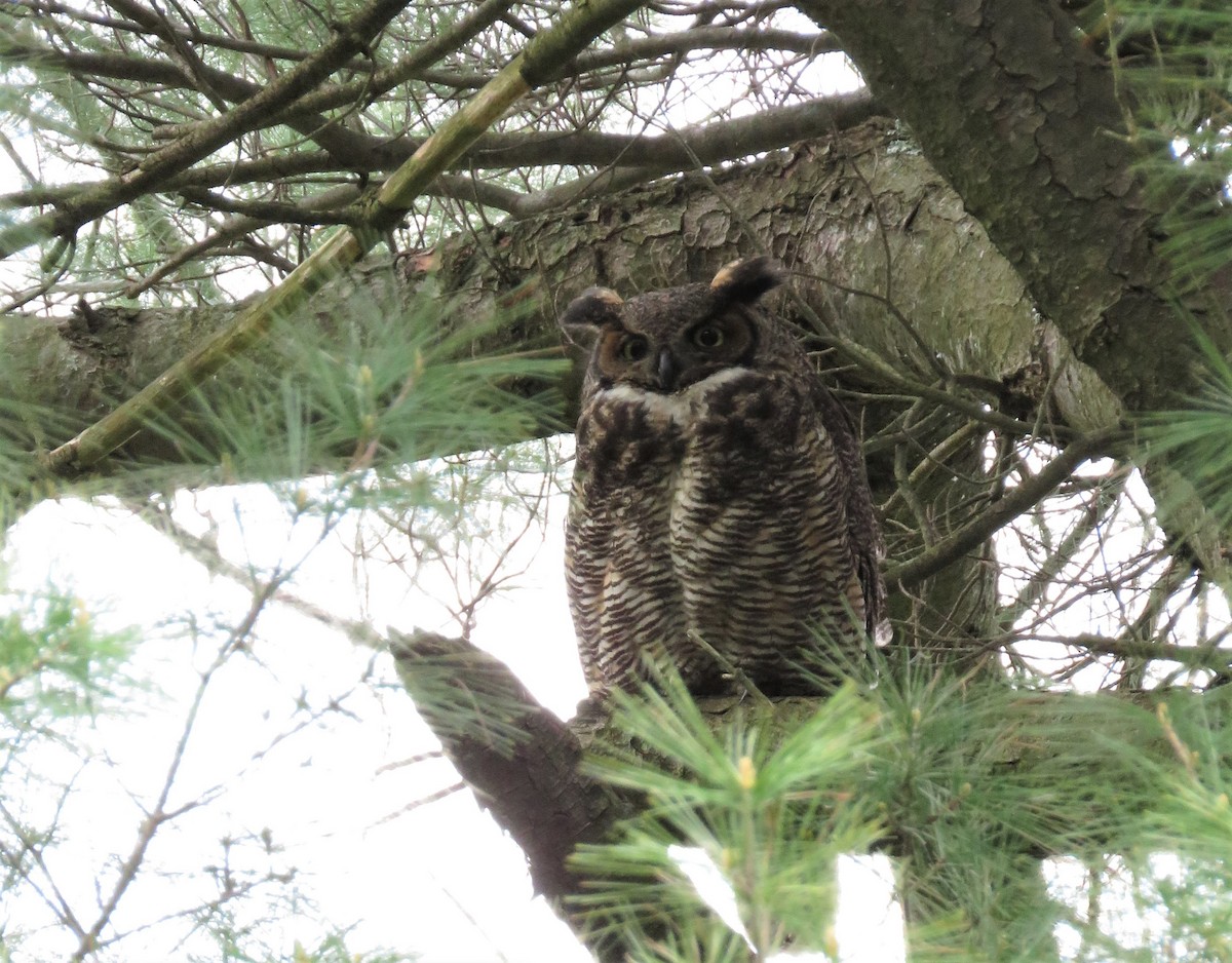 Great Horned Owl - ML352627481