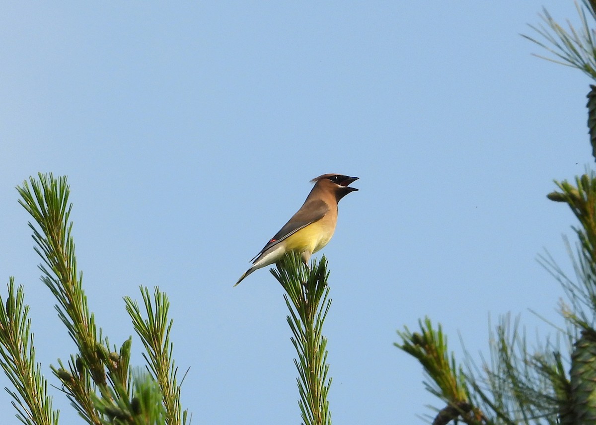 Cedar Waxwing - ML352629941