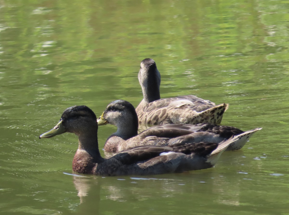 Mallard - ML352632061