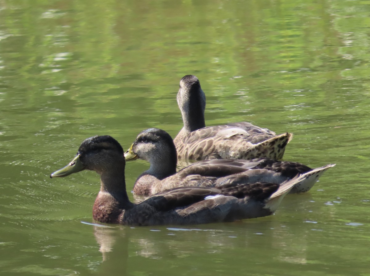 Canard colvert - ML352632061