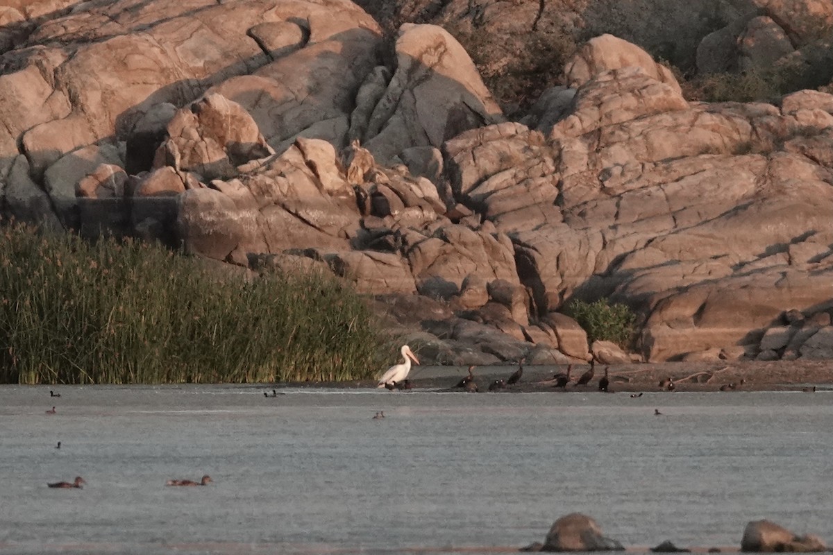 American White Pelican - ML352634001