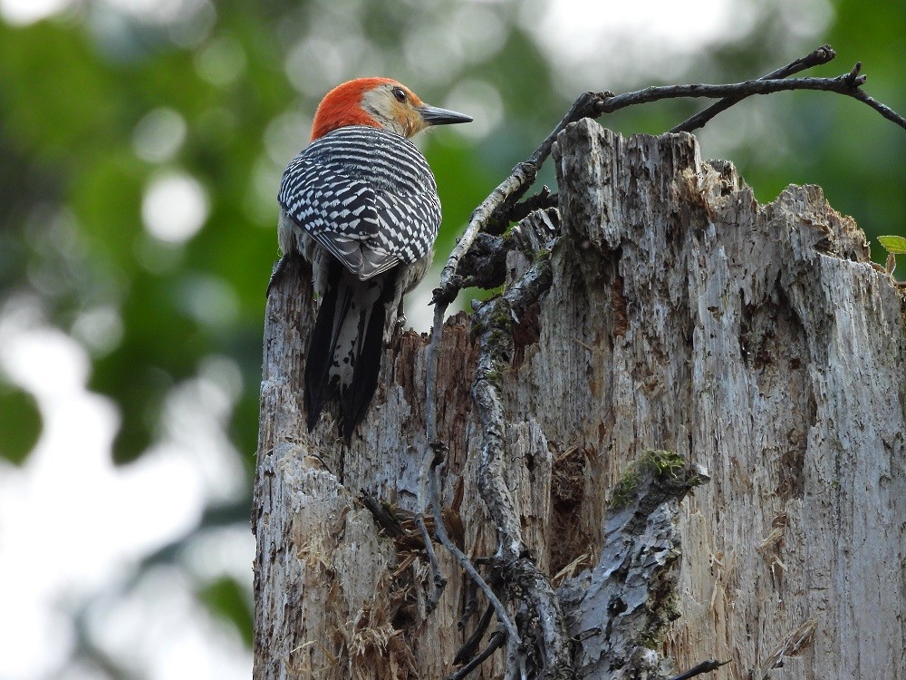 Red-bellied Woodpecker - ML352634831