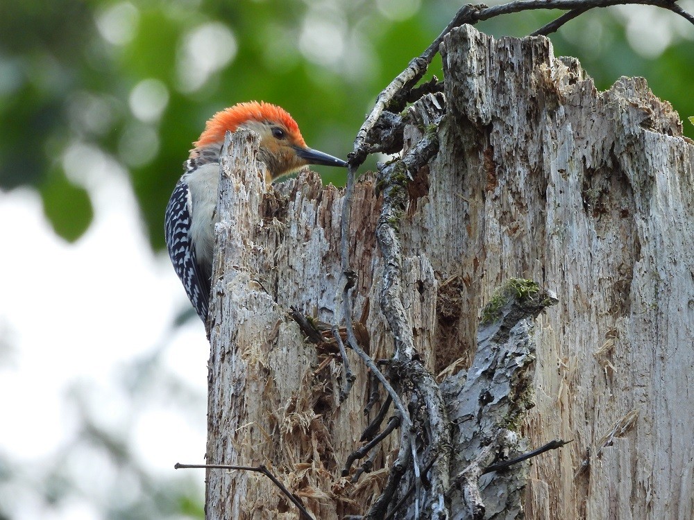 Red-bellied Woodpecker - ML352634841