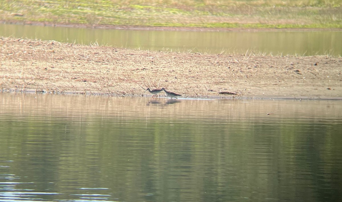 Greater Yellowlegs - ML352636231