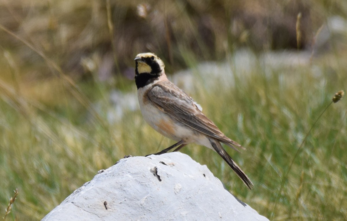 Horned Lark - ML352636311