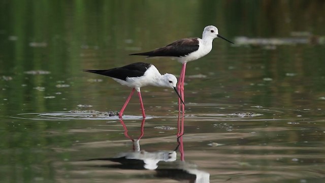 セイタカシギ - ML352637991