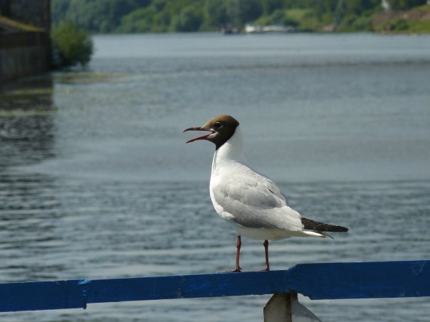 Black-headed Gull - ML352638031