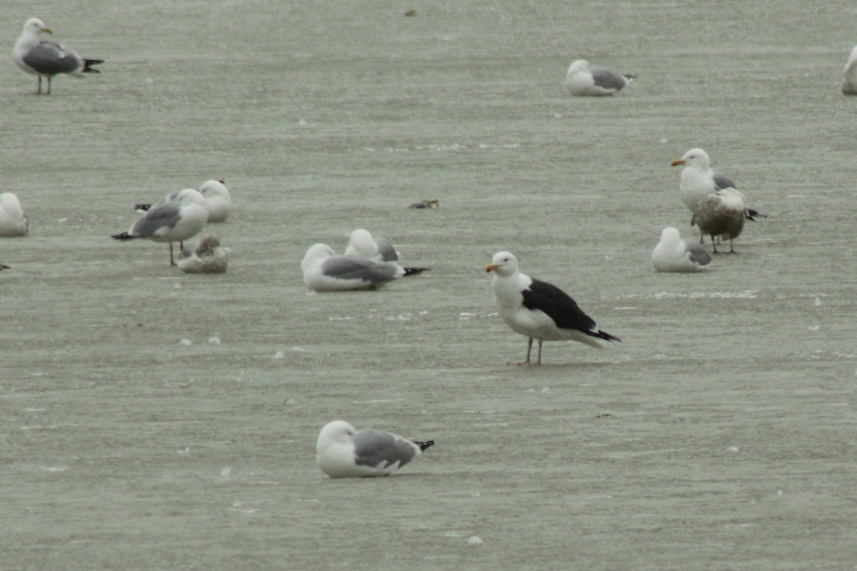 Great Black-backed Gull - ML35263831