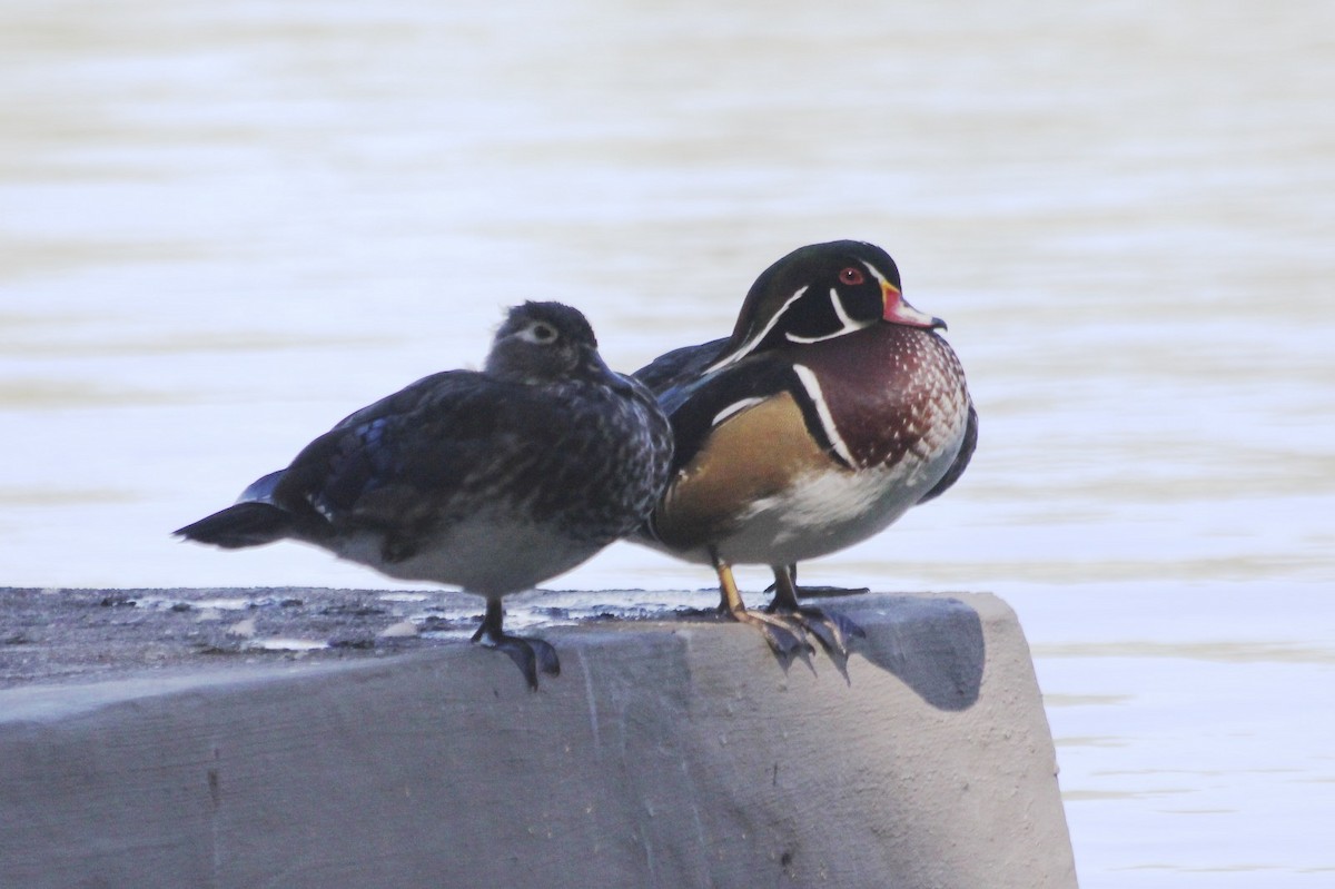 Wood Duck - ML35263921