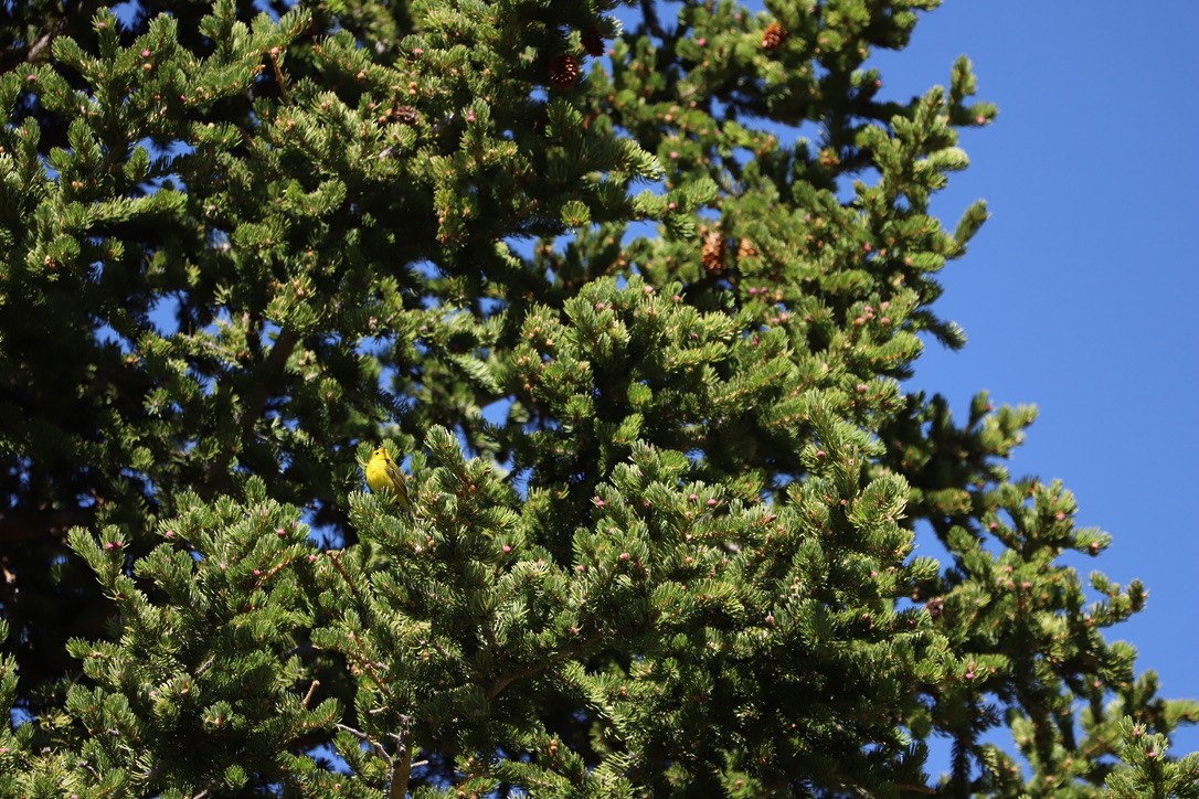 Wilson's Warbler - Jason Terry