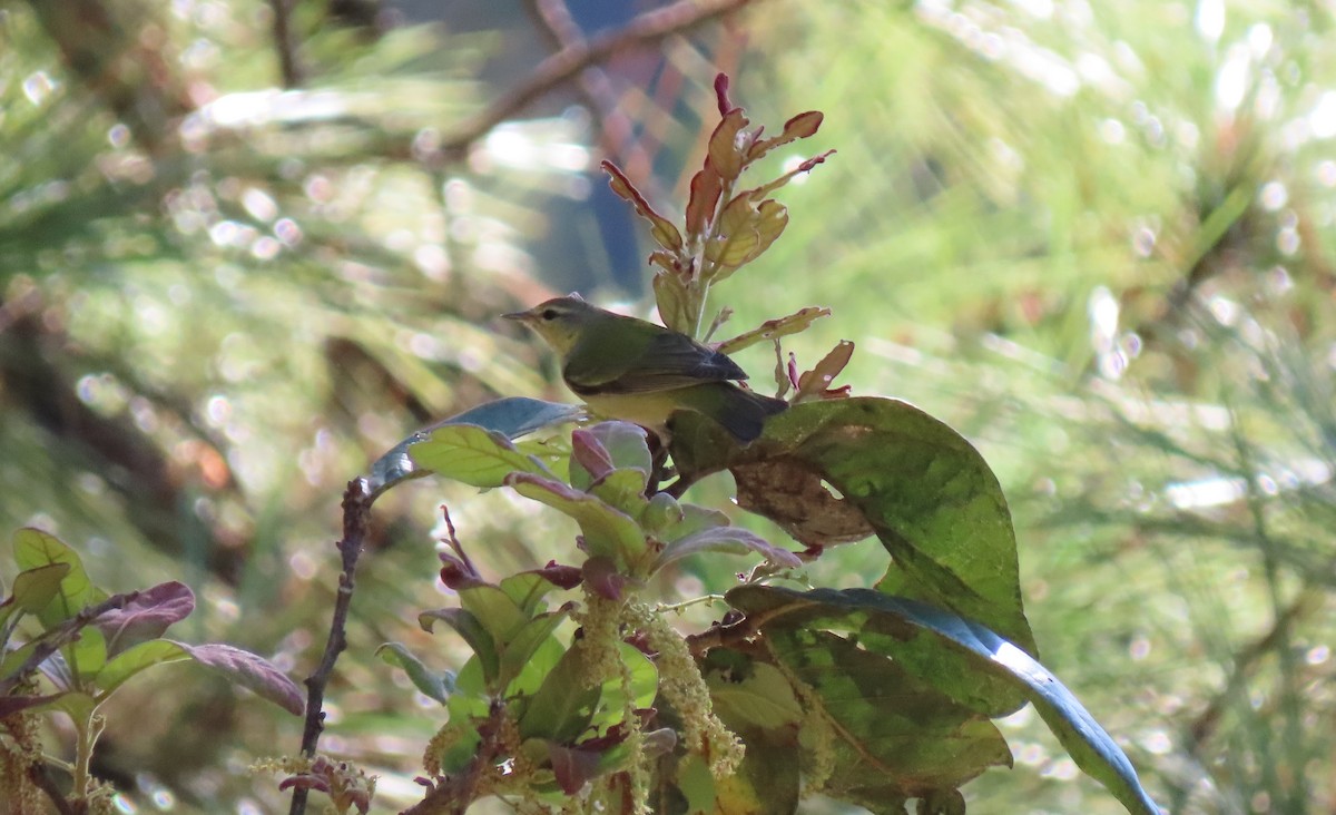 Tennessee Warbler - ML352639541