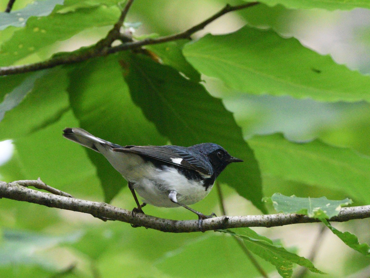 Black-throated Blue Warbler - ML352640651