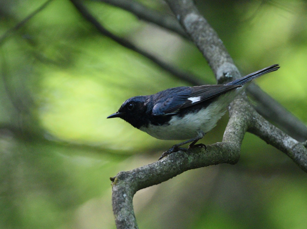 Black-throated Blue Warbler - Wendy Hill