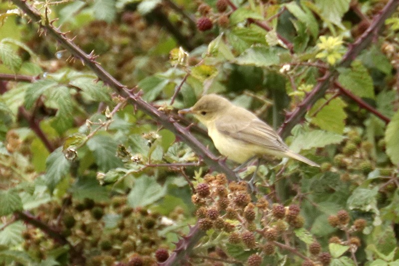 Melodious Warbler - ML352640761