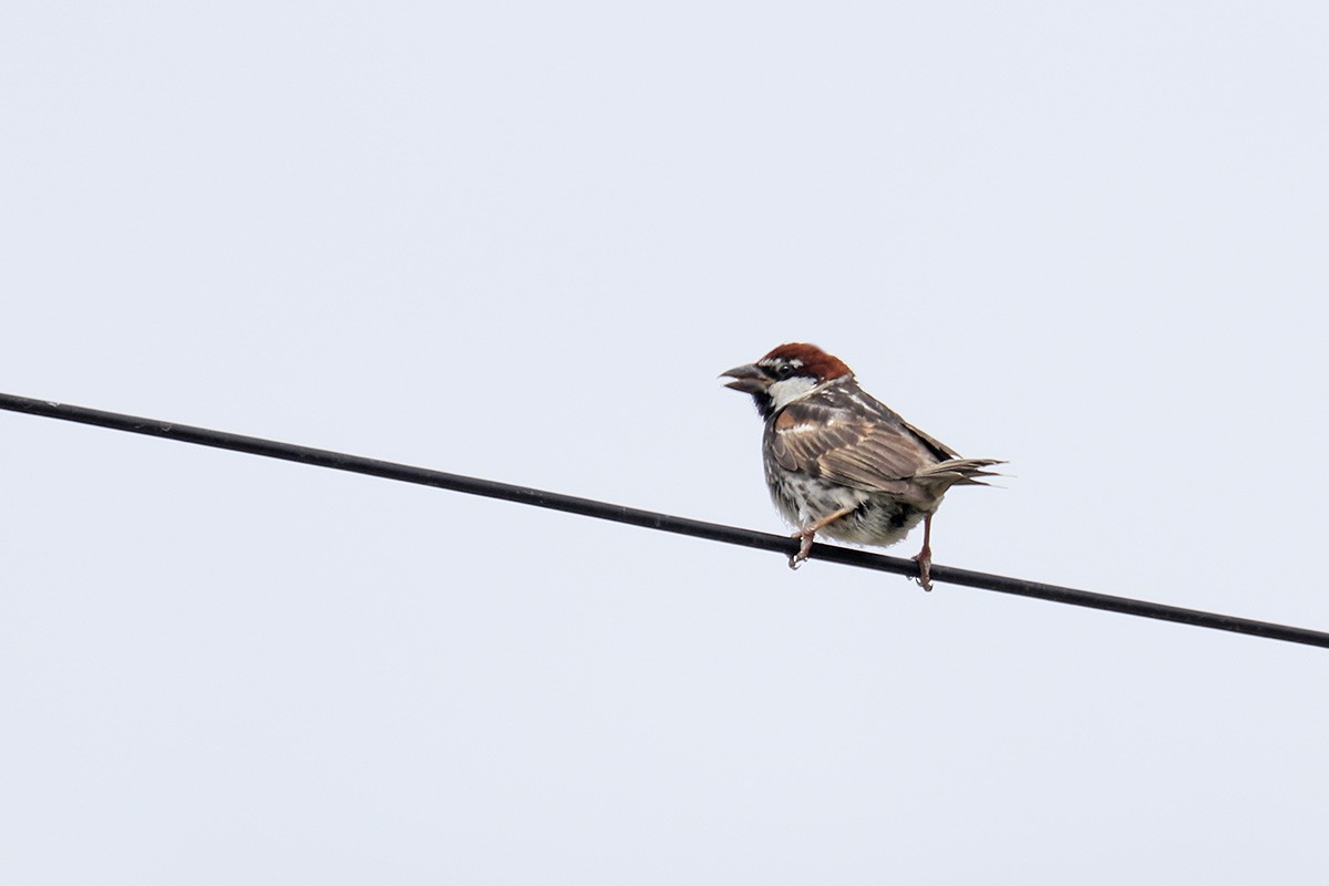 Spanish Sparrow - ML352640981