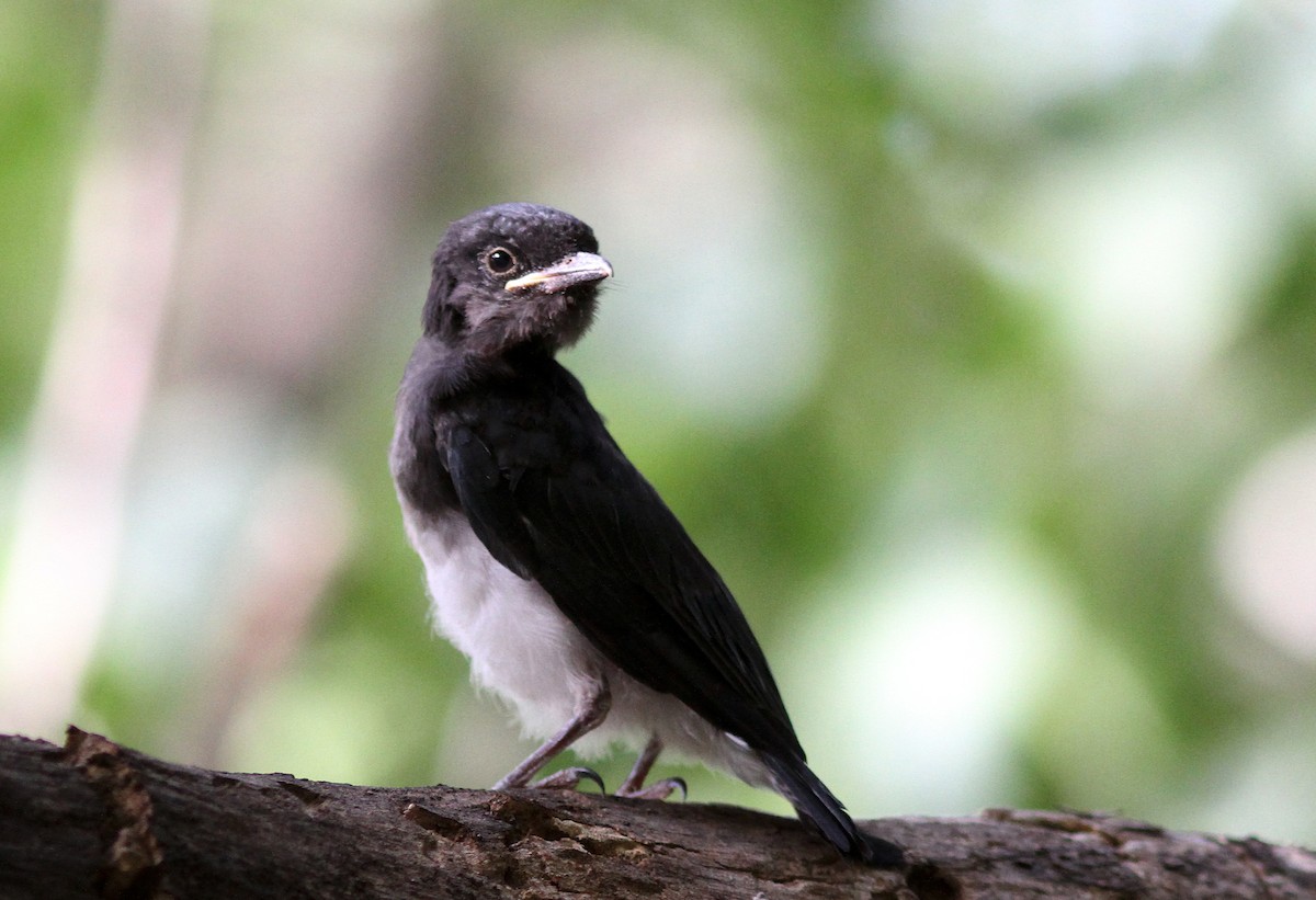 White-bellied Drongo - ML352642701