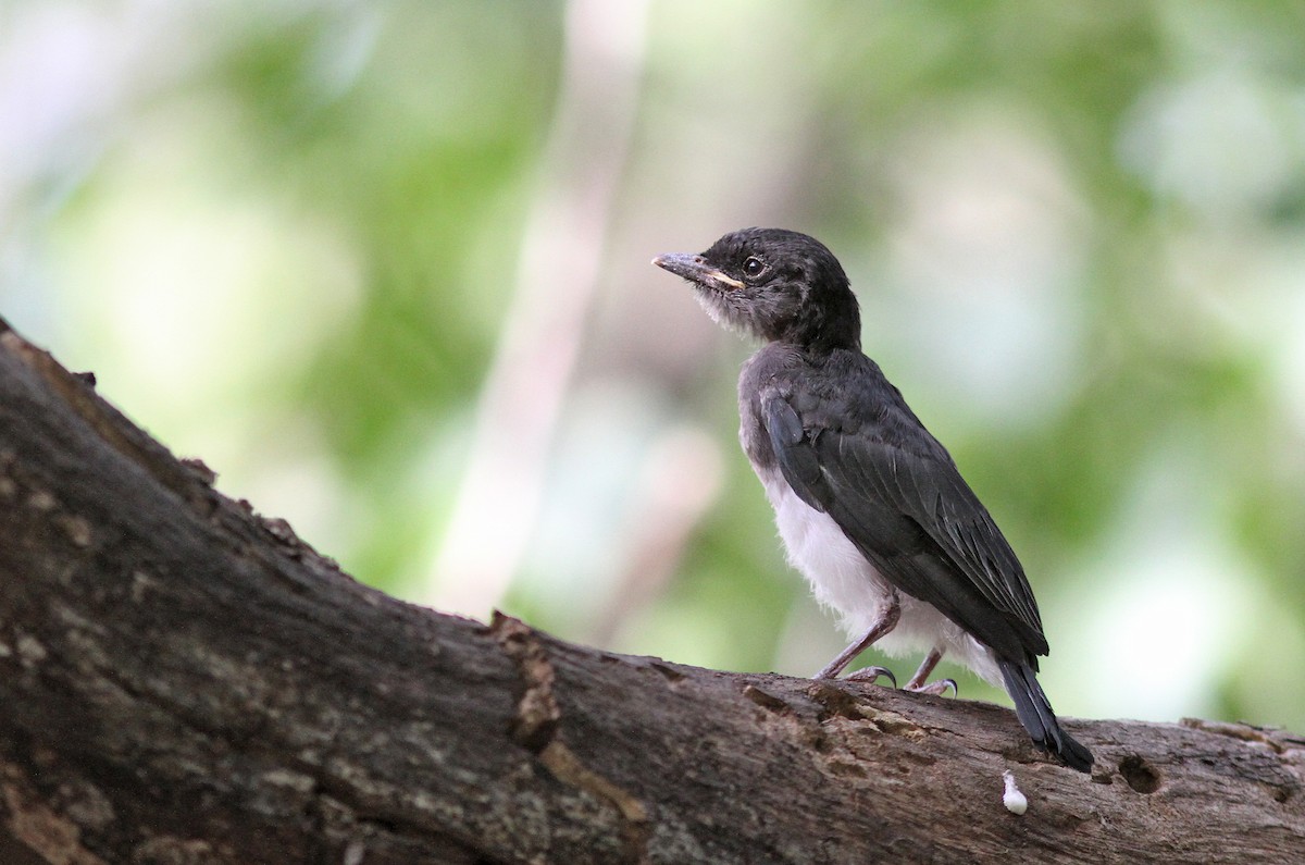 White-bellied Drongo - ML352642721