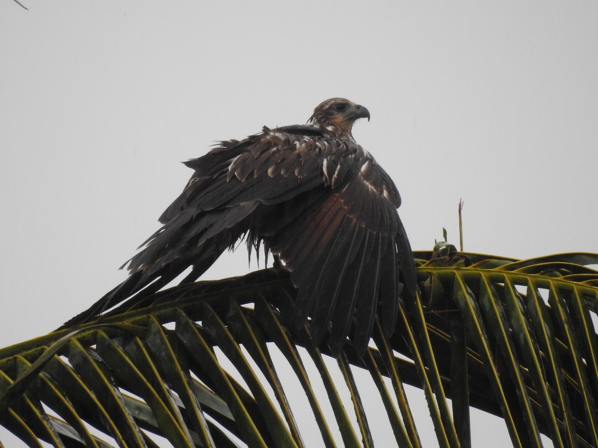 Brahminy Kite - ML352642781