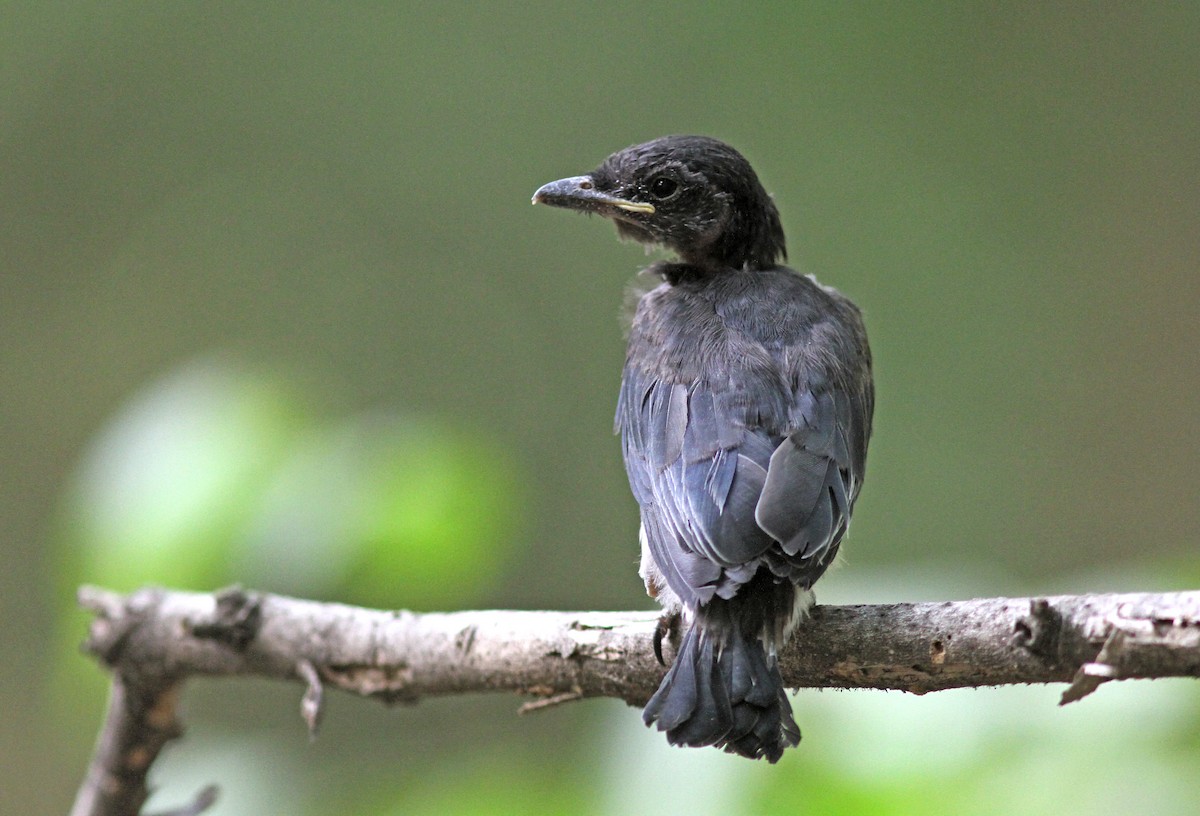 White-bellied Drongo - ML352642791