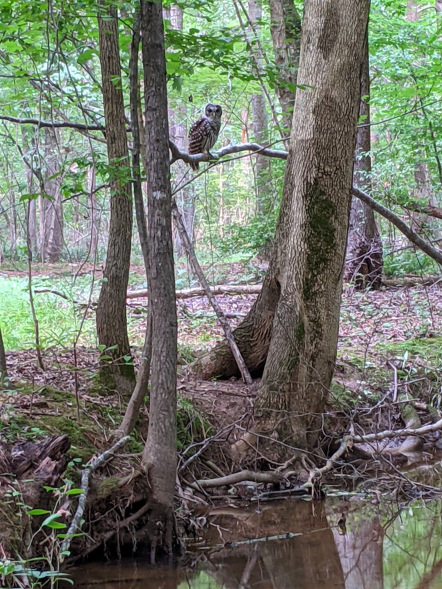 Barred Owl - ML352644051