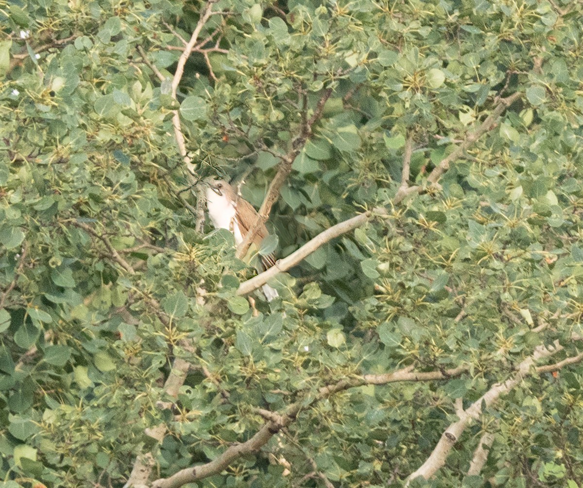 Black-billed Cuckoo - ML352644491